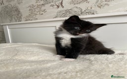 Domestic Shorthair cats for sale: Seven kittens available  - Image 2
