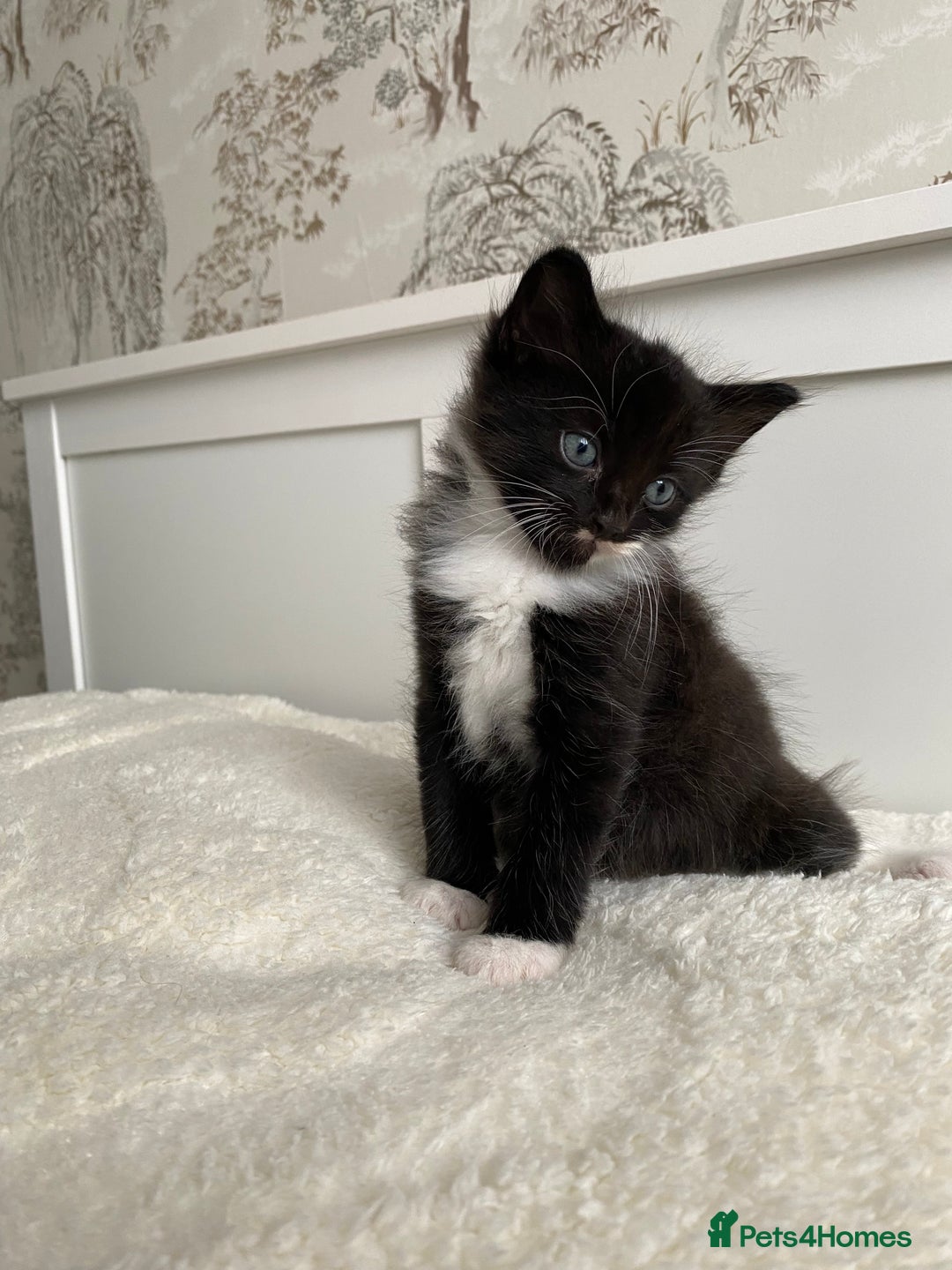 Domestic Shorthair cats for sale: Seven kittens available  - Image 2