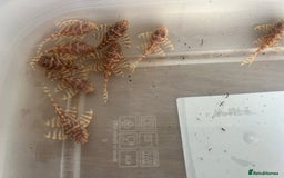 Plecos fish for sale: L333 albino Plecs. £40 - Image 4