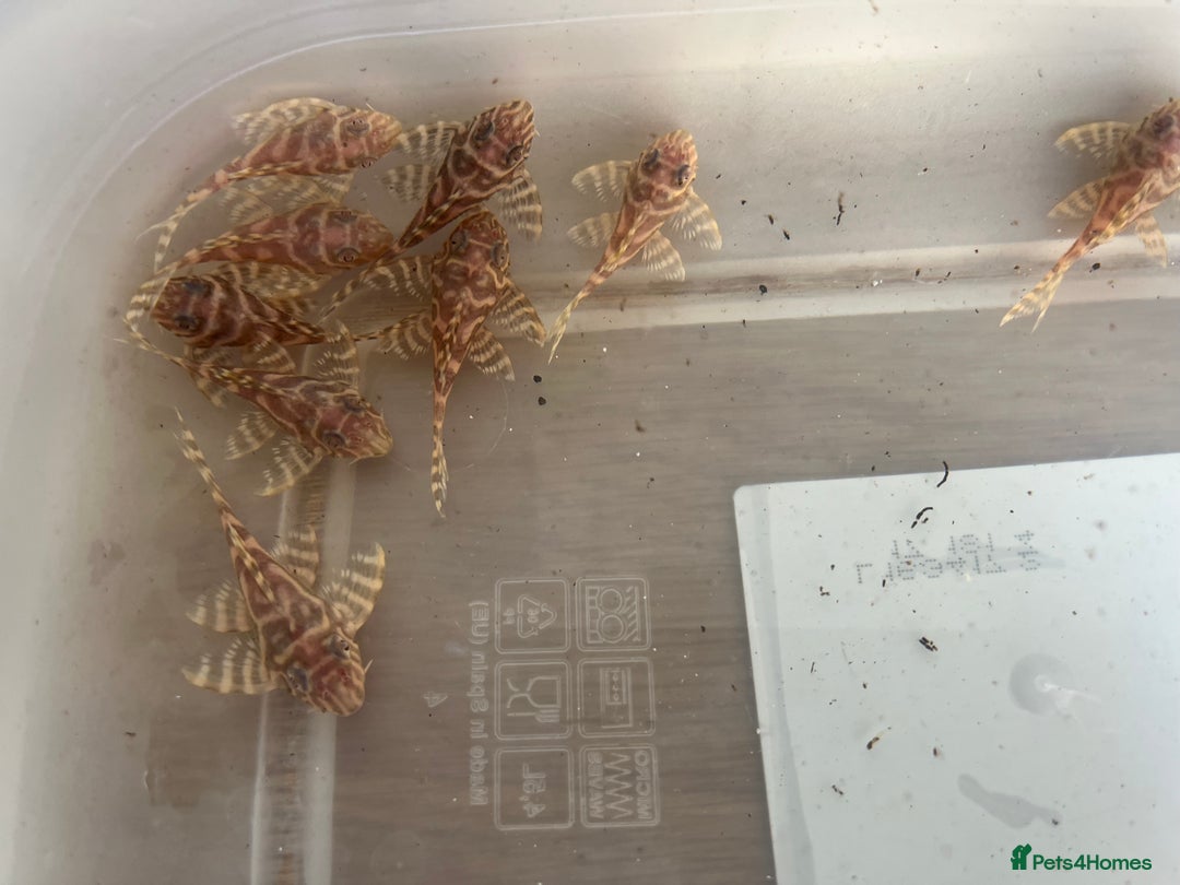 Plecos fish for sale: L333 albino Plecs. £40 - Image 4