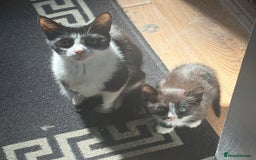 British Shorthair cats for sale: Kittens  - Image 2