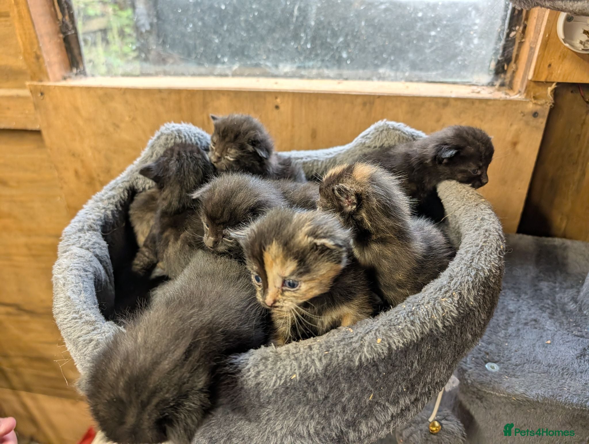Mixed Breed cats 😺8 Stunning Tortoiseshell Kittens Finding Homes❤️ - Advert 1