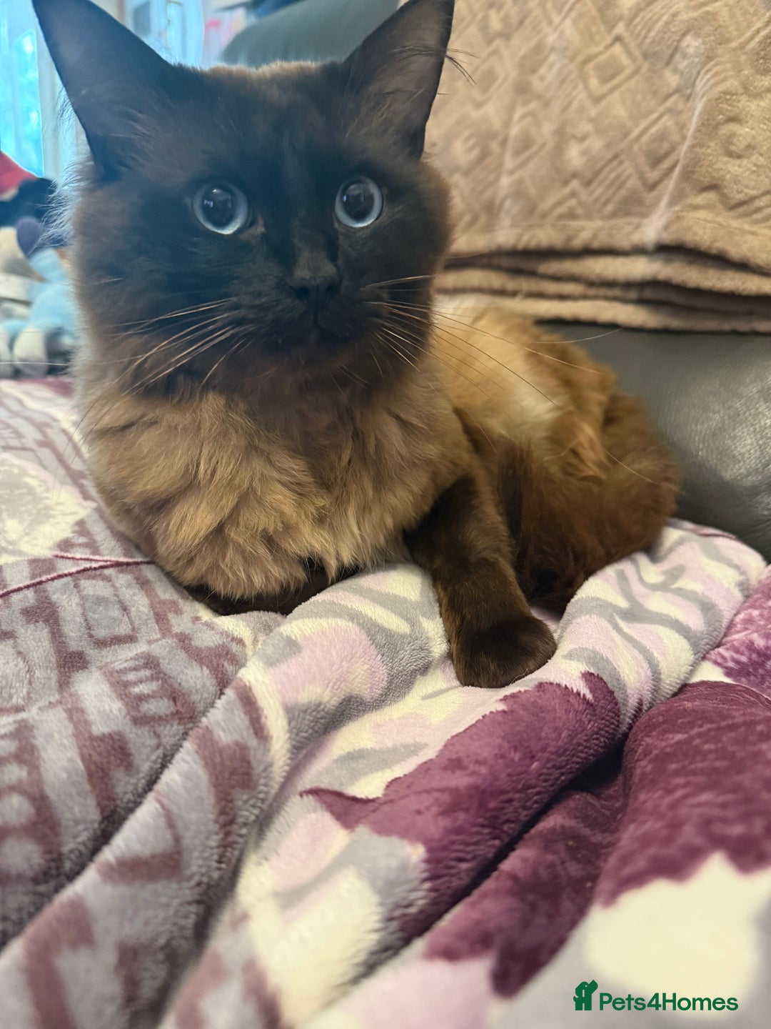 Ragdoll cats for sale: Gorgeous Ragdoll type Kitten - Image 12