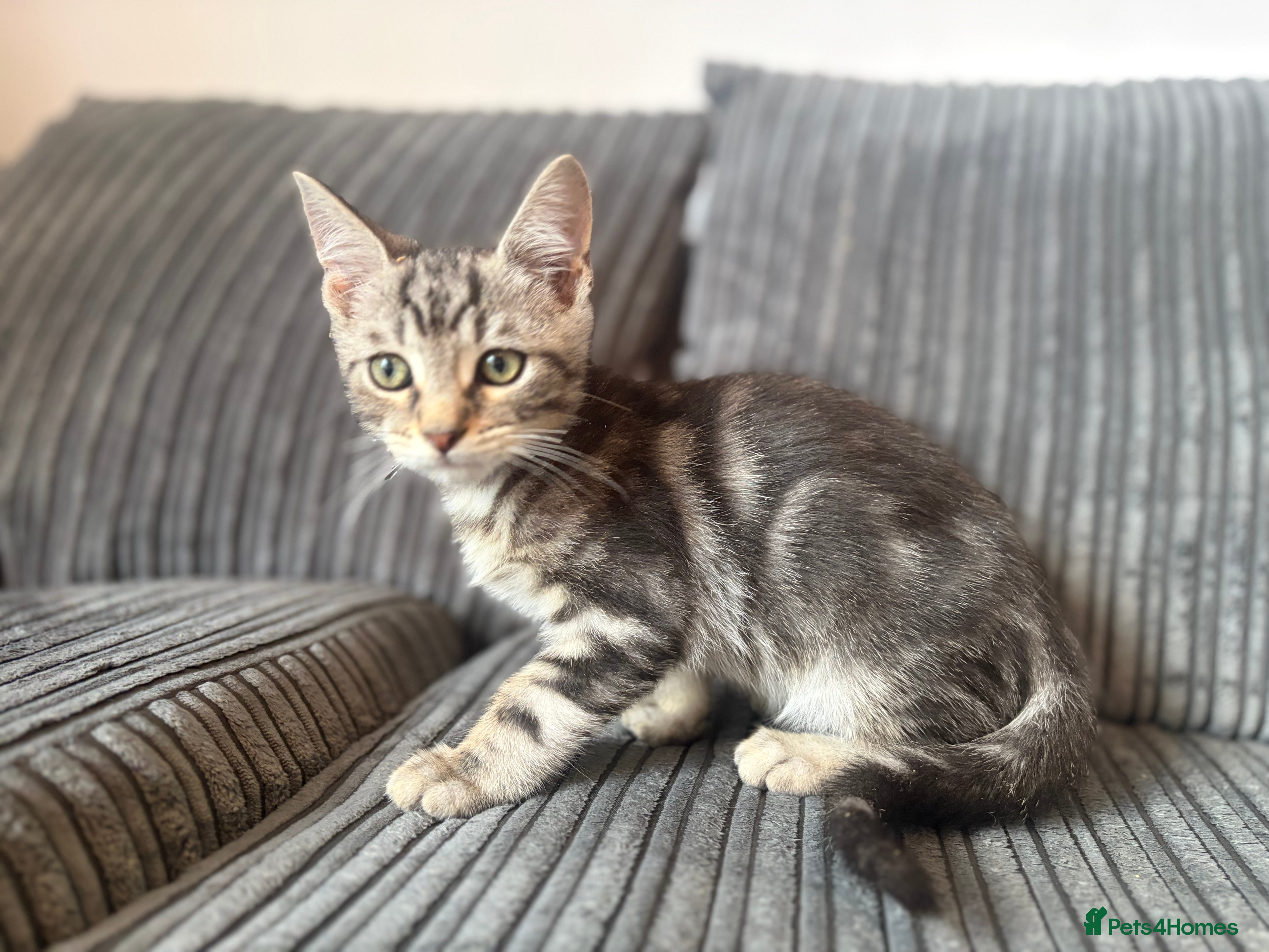 Maine Coon cats GCCF Registered Maine Coon kittens ❤️ - Advert 2