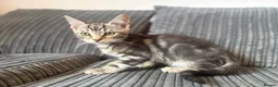 Maine Coon cats for sale: GCCF Registered Maine Coon kittens ❤️ - Advert 2