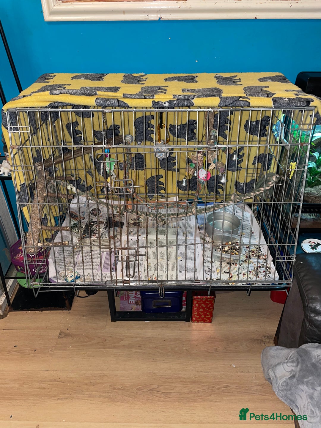 Parrots birds for sale: Beautiful blue front Amazon  - Advert 28