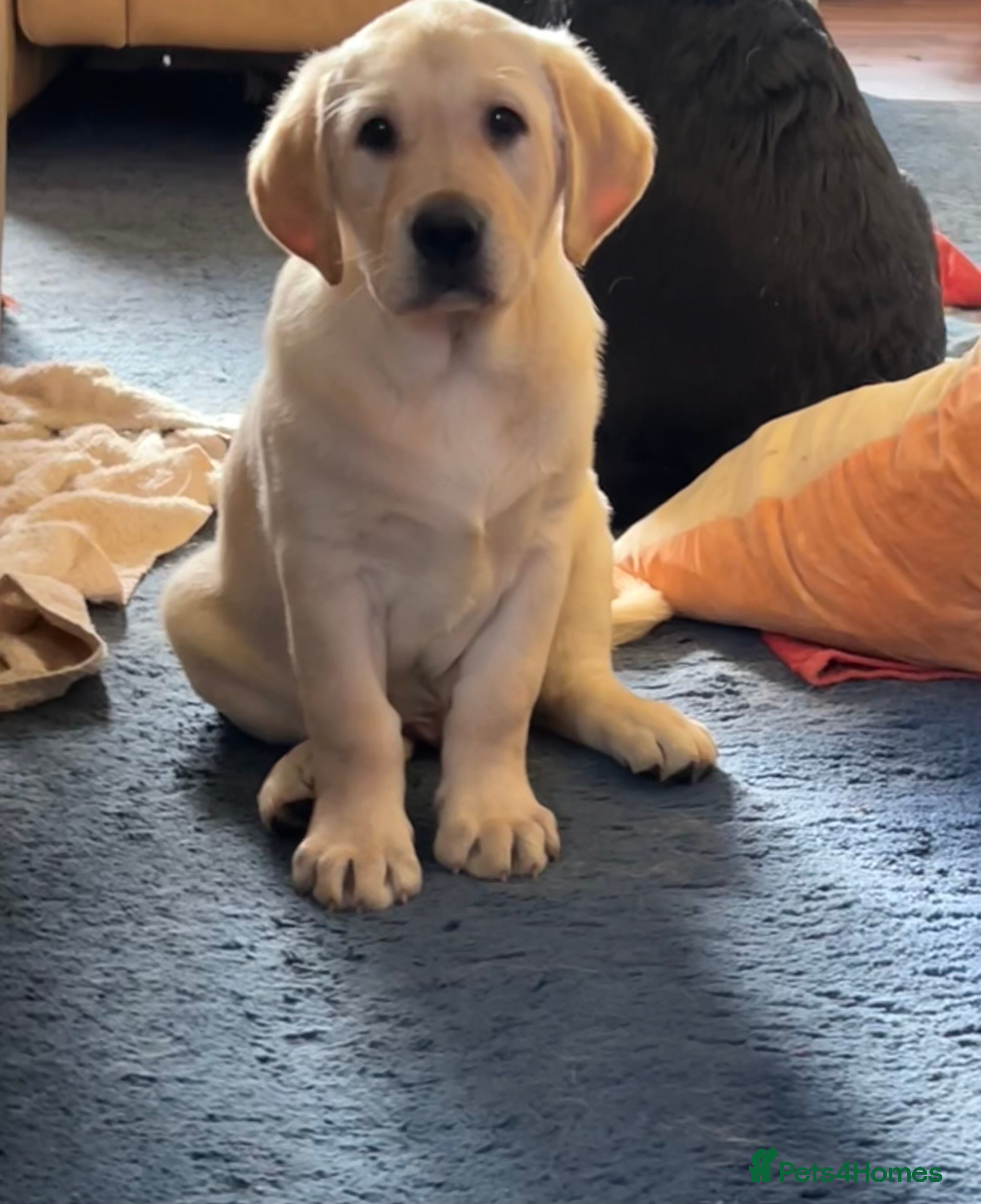 Labrador Retriever dogs KC Registered Royal Bloodline Puppies - Advert 10