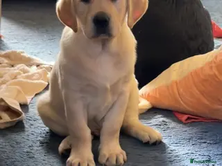 Labrador Retriever dogs KC Registered Royal Bloodline Puppies - Advert 10