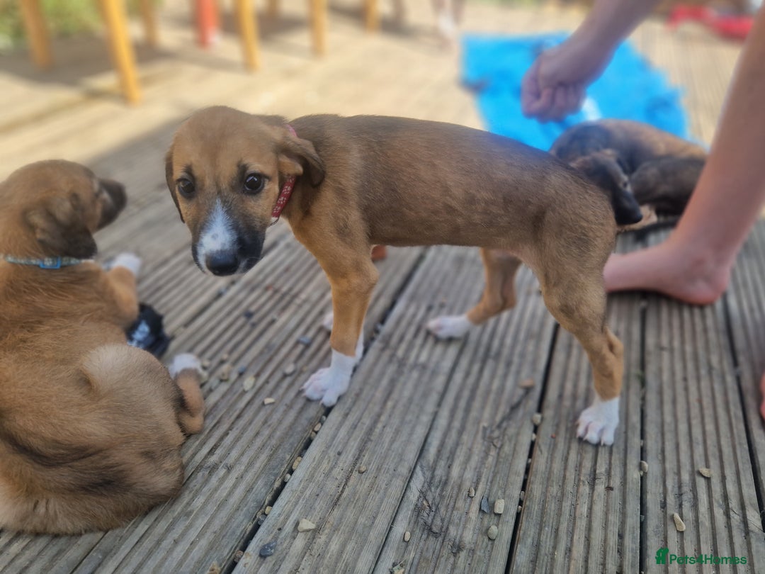 Mixed Breed dogs for sale: Lurcher puppies  - Image 7