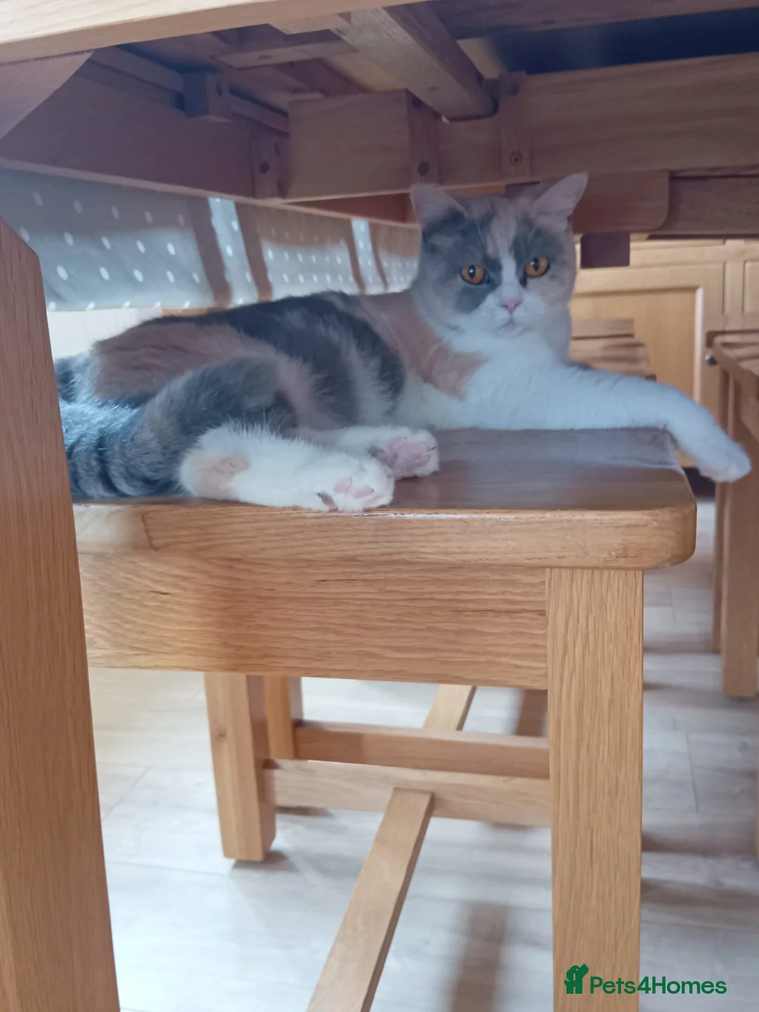 British Shorthair cats for sale: Stunning 11 week British shorthair female - Advert 2