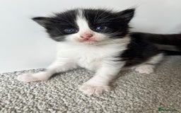 Ragcoon cats for sale: Ragcoons (Ragdoll x Mainecoon)  - Image 7