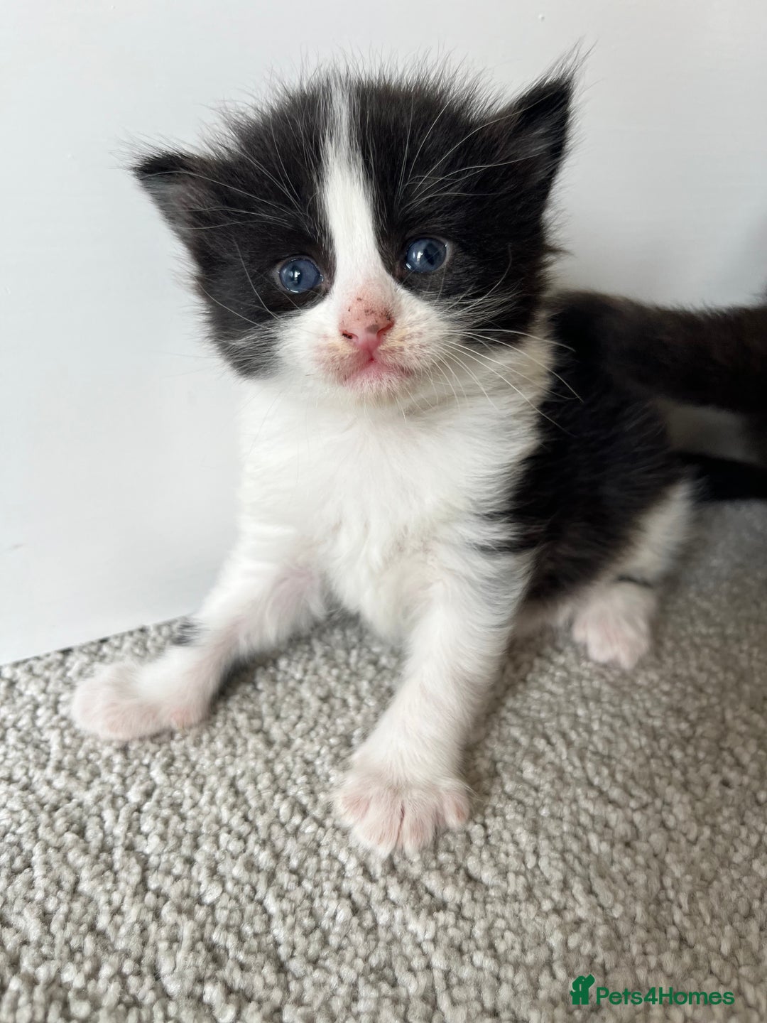 Ragcoon cats for sale: Ragcoons (Ragdoll x Mainecoon)  - Image 7