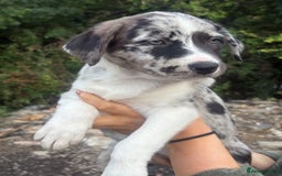 Mixed Breed dogs for sale: 3 quarter collie pups  - Image 3