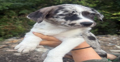Mixed Breed dogs - Advert 6