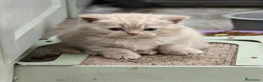 British Shorthair 2