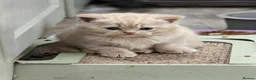 British Shorthair cats for sale: British shorthair  - Advert 3