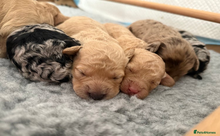 Cockapoo dogs - Advert 9