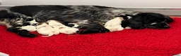 Cocker Spaniel dogs for sale: Gorgeous cocker spaniel pups ready to go  - Advert 27