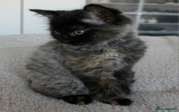Norwegian Forest Cat cats for sale: Smoke Tortie Female, Possible Norwegian Forest - Advert 2