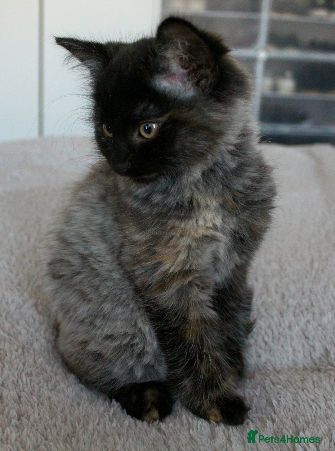 Norwegian Forest Cat cats for sale: Smoke Tortie Female, Possible Norwegian Forest - Advert 2