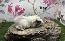 Guinea Pig rodents for sale: Male guinea pigs  - Image 2