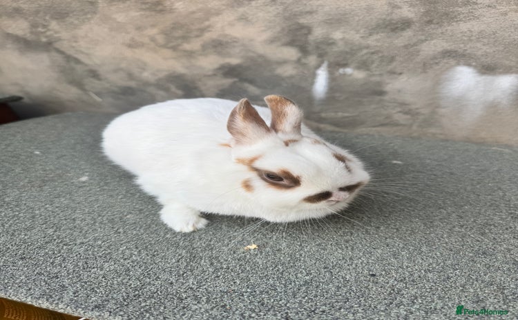 Netherland Dwarf rabbits - Advert 7