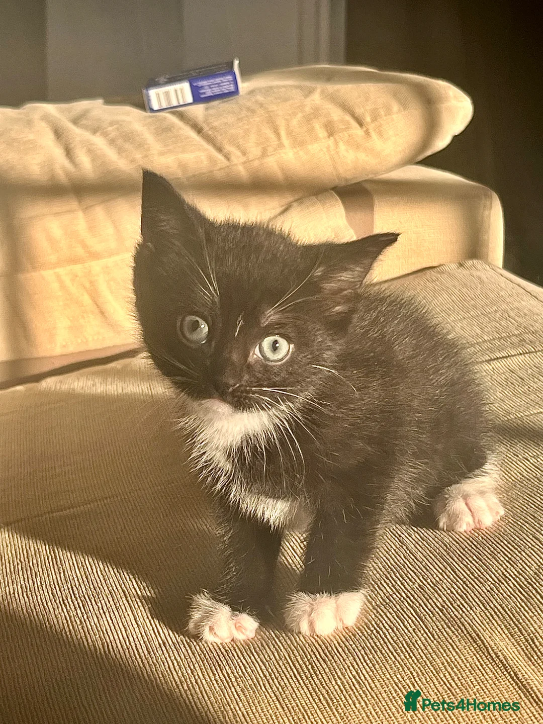 British Shorthair cats for sale: female in Birkenhead - Advert 2