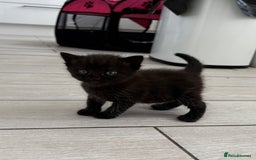 Mixed Breed cats for sale: 3 lovely kittens  - Image 6