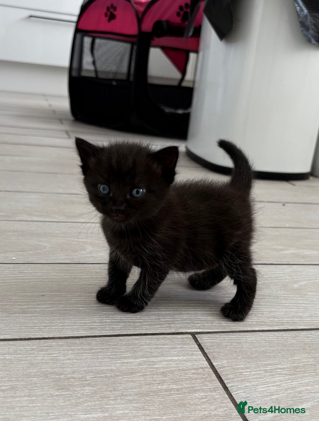 Mixed Breed cats for sale: 3 lovely kittens  - Image 6