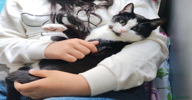 British Shorthair cats - Advert 3