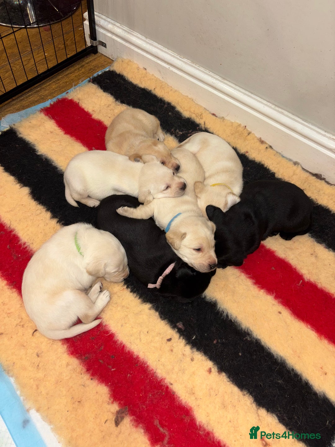Labrador Retriever dogs for sale: 4 golden male Labrador puppies for sale  - Advert 8