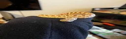 Snake reptiles for sale: CB23 Western Hognose (Male) - Advert 2