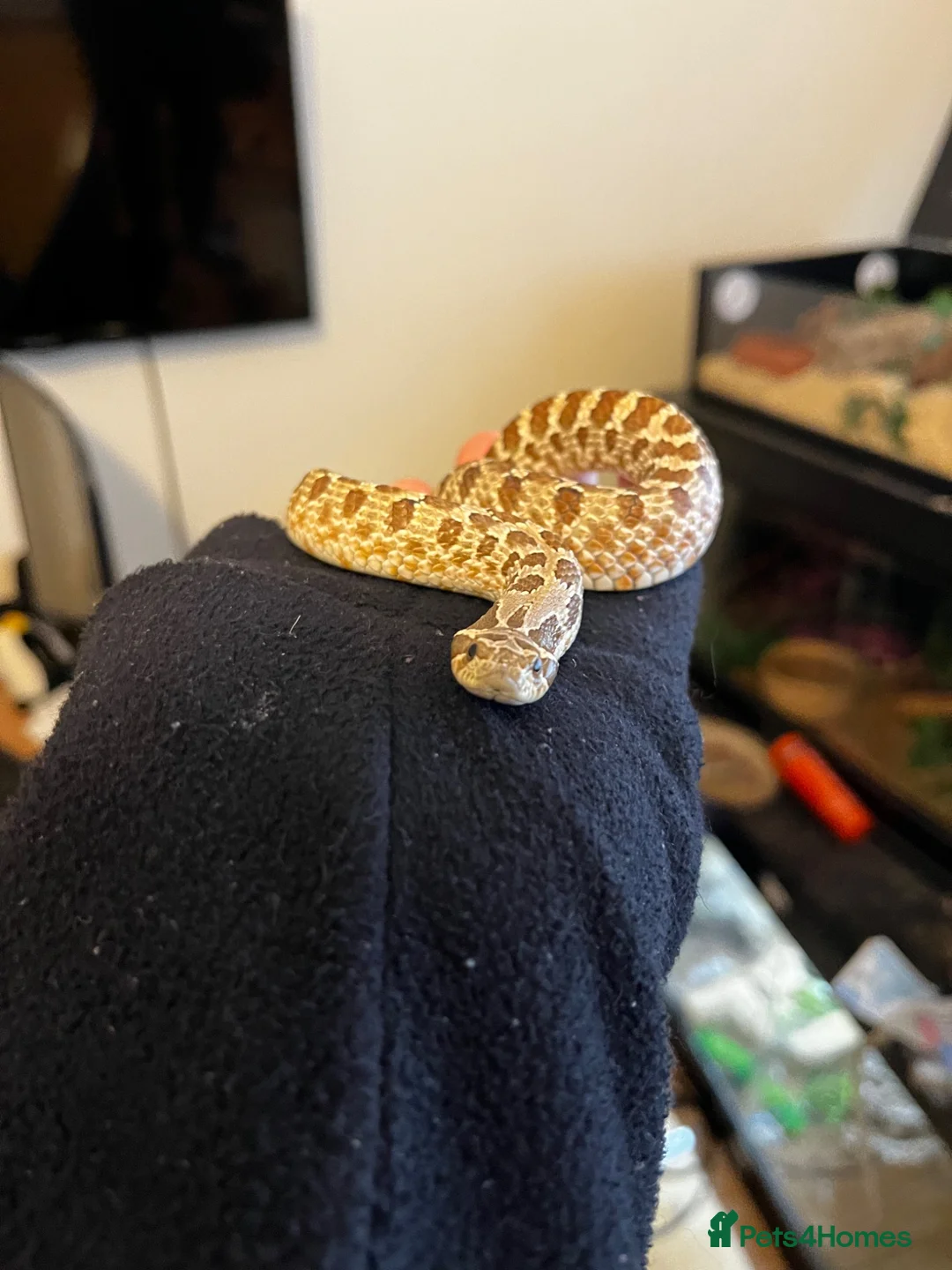 Snake reptiles for sale: CB23 Western Hognose (Male) - Advert 2