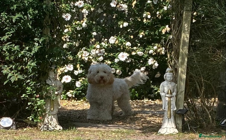 Cockapoo dogs - Advert 6