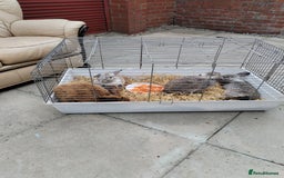 Netherland Dwarf rabbits for sale: Rabbits  - Image 3