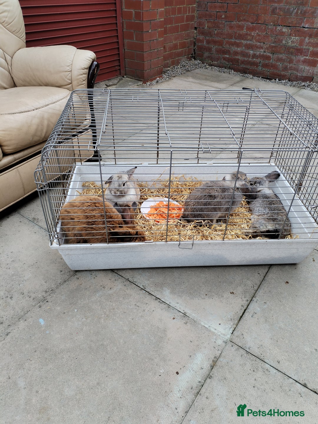 Netherland Dwarf rabbits for sale: Rabbits  - Image 3