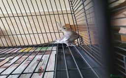 Cockatiels birds for sale: 5 month old cockteil  - Image 4