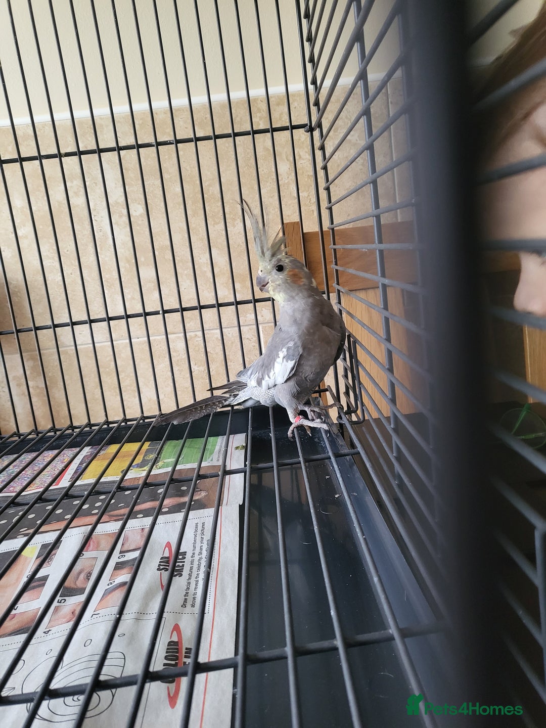 Cockatiels birds for sale: 5 month old cockteil  - Image 4