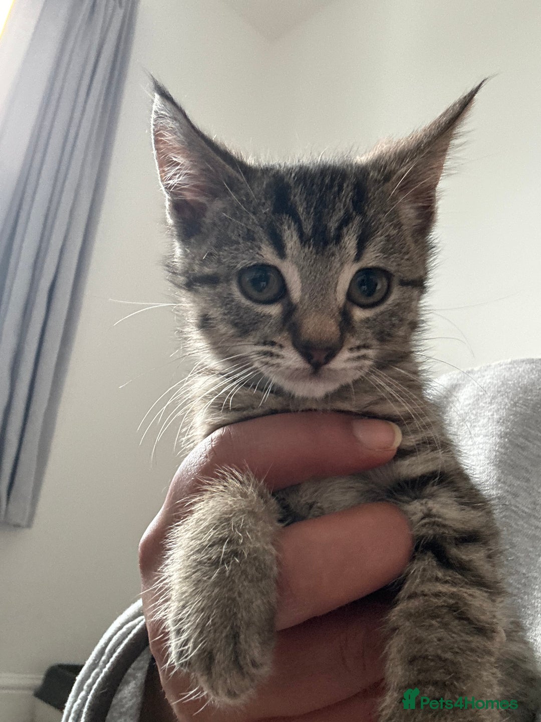 American Shorthair cats for sale: 🌟5 Adorable Kittens Ready For 4ever Home 🌟 - Advert 34