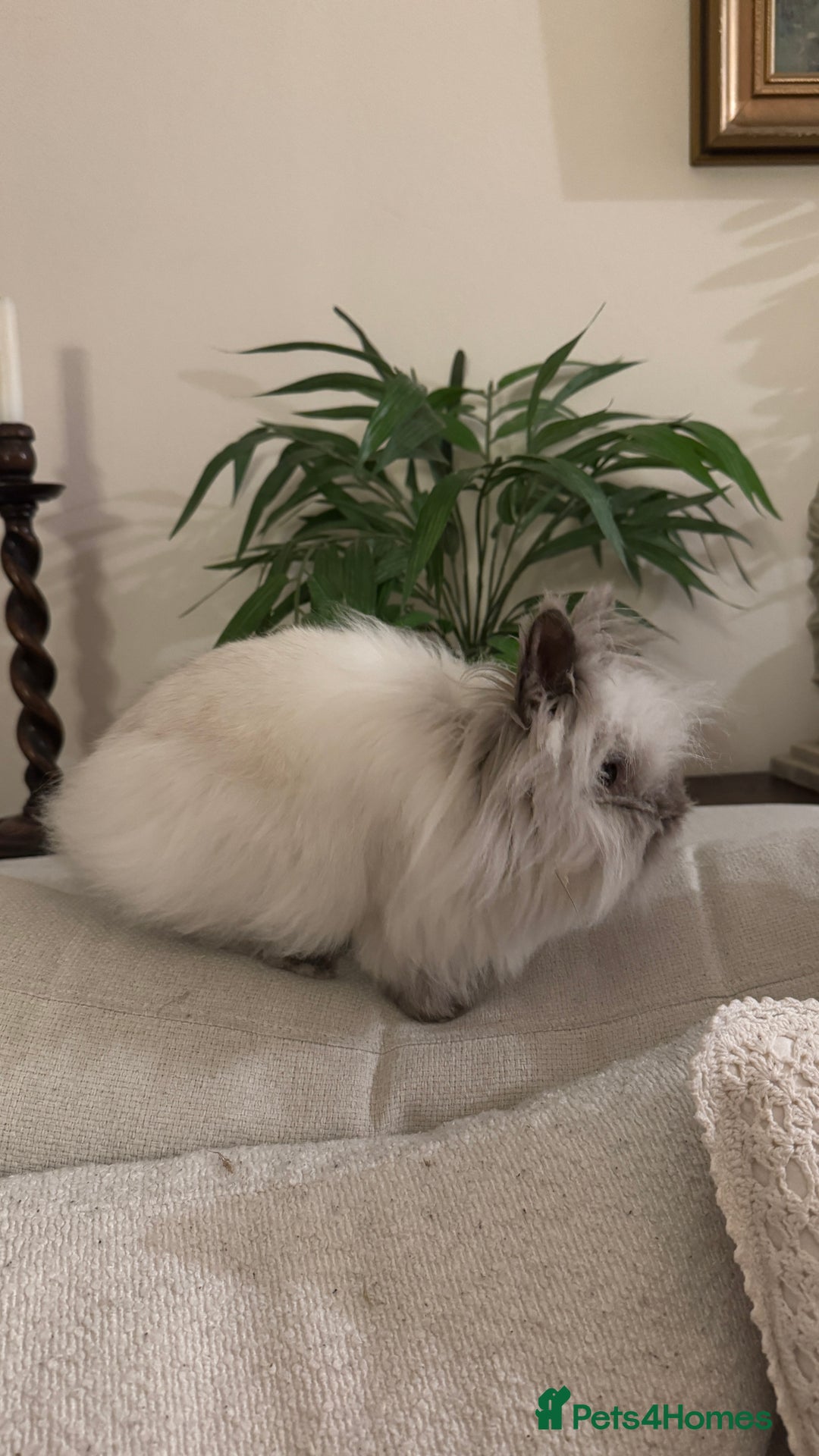 Lionhead rabbits for sale: Gorgeous Lionhead Girl Needing Permanent Home  - Advert 5
