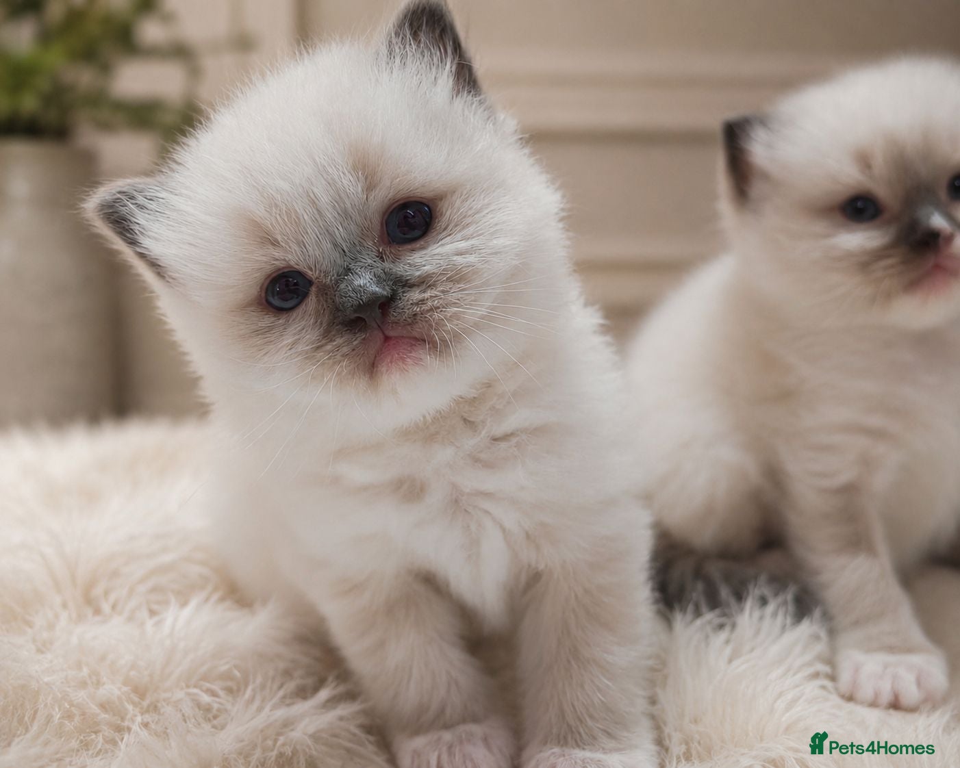 Ragdoll cats Raised with Love, looking for Forever homes - Advert 2