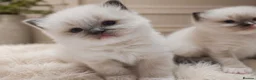 Ragdoll cats for sale: Raised with Love, looking for Forever homes - Advert 1