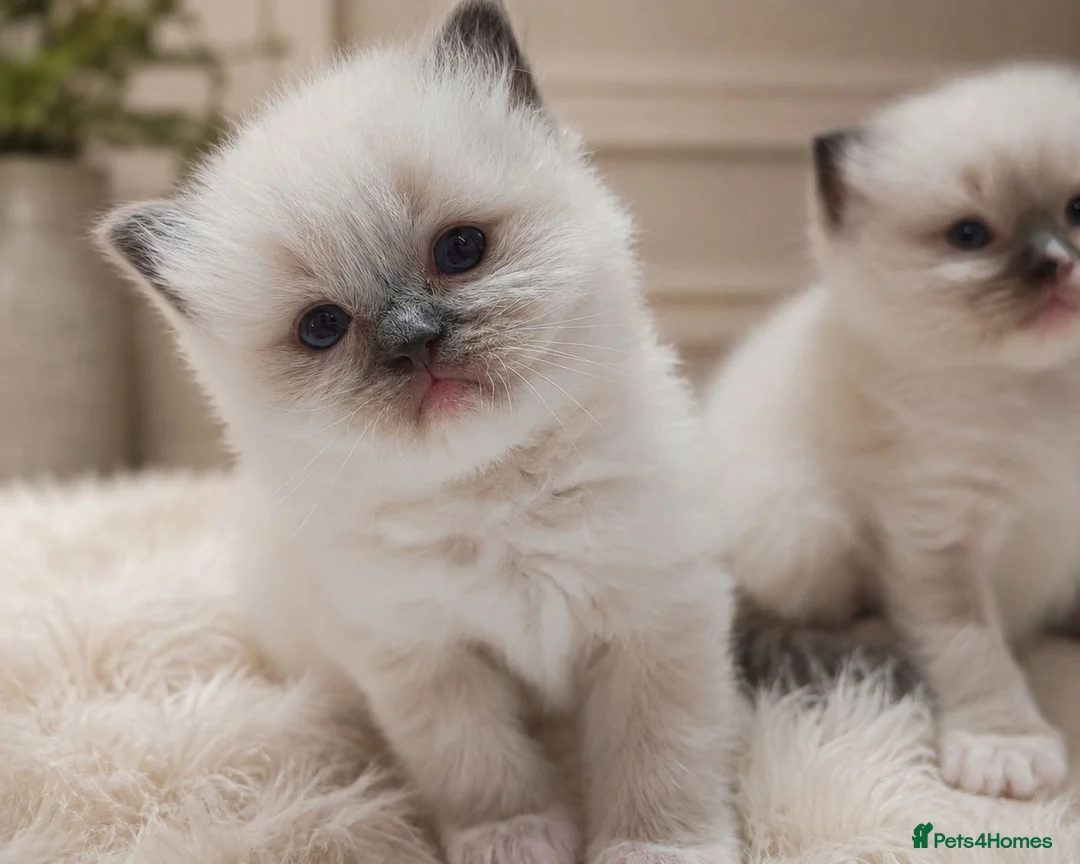 Ragdoll cats for sale: Raised with Love, looking for Forever homes - Advert 1