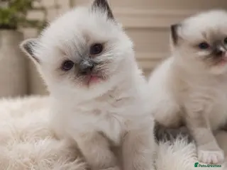 Ragdoll cats Raised with Love, looking for Forever homes - Advert 2