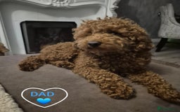 Cavapoo dogs for sale: 🧡 HEALTH TESTED F1B CAVAPOO  PUPPIES🧡 - Image 20