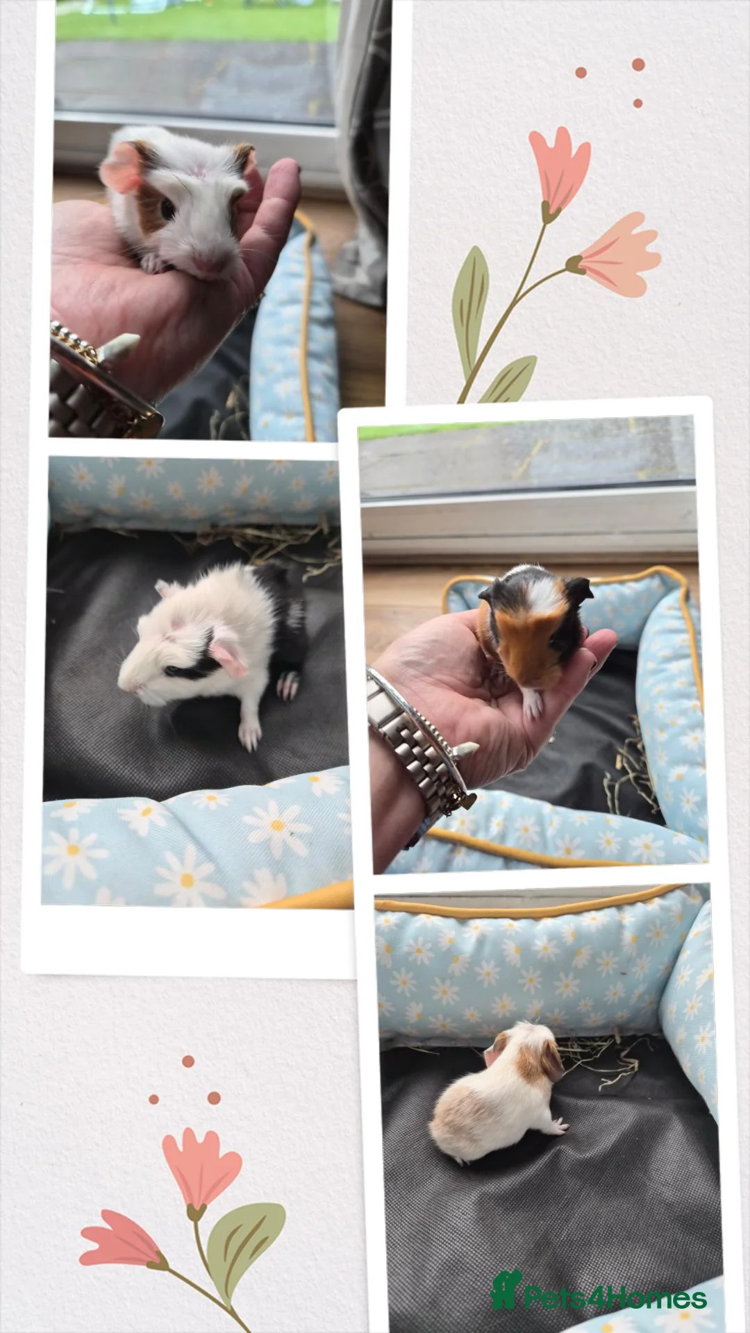 Guinea Pig rodents for sale: Baby guinea pigs - Advert 1