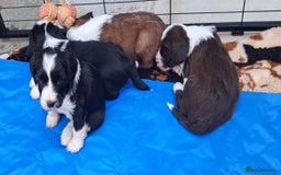 Tibetan Terrier dogs for sale: Tibetan Terrier puppies  - Image 2