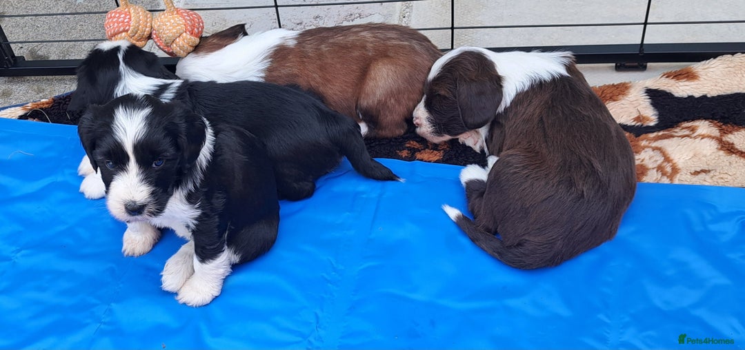 Tibetan Terrier dogs for sale: Tibetan Terrier puppies  - Image 2