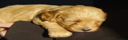 Mixed Breed dogs for sale: Beautiful pups mixed breed - Advert 23