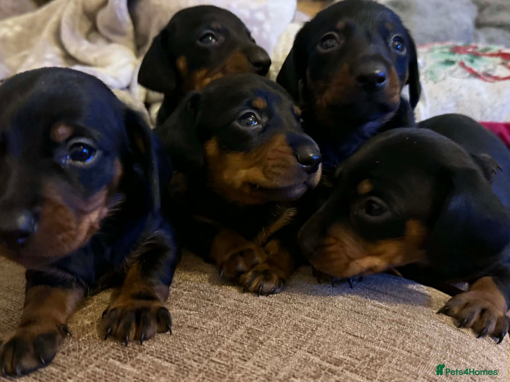 Dachshund dogs Dachshund puppies  - Advert 18